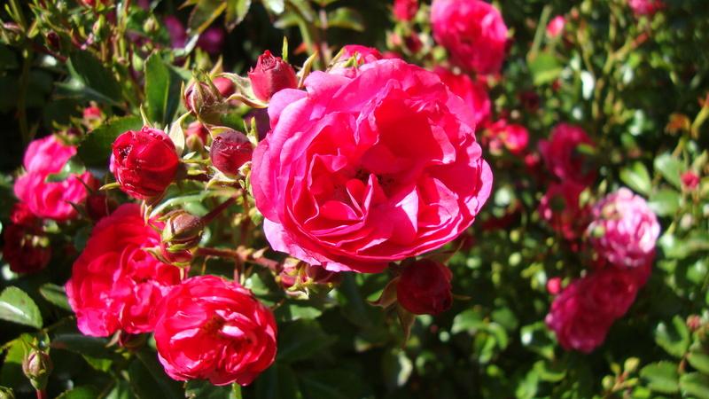 Photo of Rose (Rosa 'Carefree Wonder') uploaded by stephgem