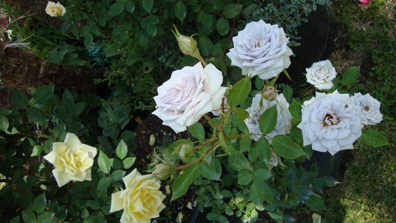 Photo of Rose (Rosa 'Cafe Ole') uploaded by stephgem
