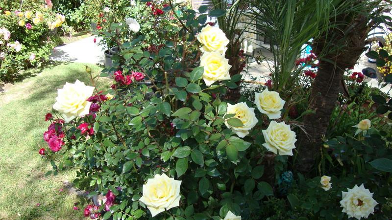 Photo of Rose (Rosa 'Butter Cream') uploaded by stephgem