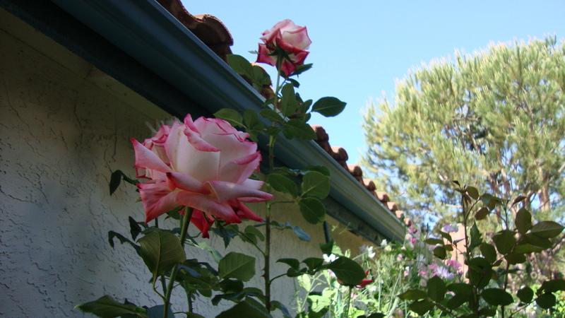 Photo of Rose (Rosa 'Imperatrice Farah') uploaded by stephgem
