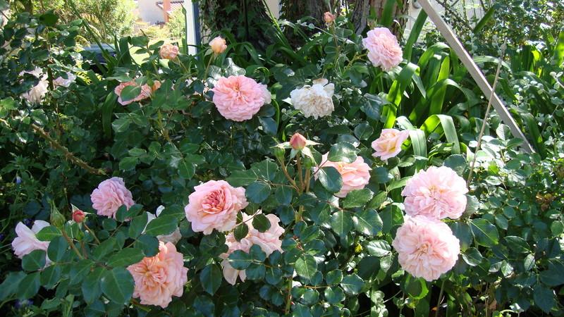 Photo of Rose (Rosa 'Bremer Stadtmusikanten') uploaded by stephgem