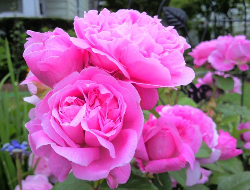 Photo of Rose (Rosa 'Mary Rose') uploaded by Tex68