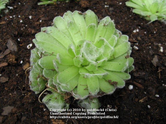 Photo of Hen and Chicks (Sempervivum 'Zilver Crows') uploaded by goldfinch4