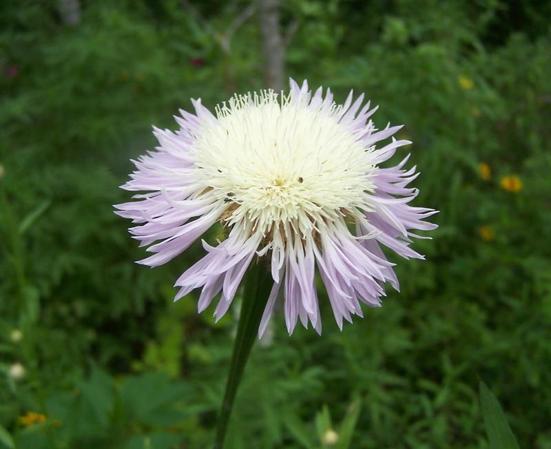 Photo of American Basket-Flower (Plectocephalus americanus) uploaded by LindaTX8