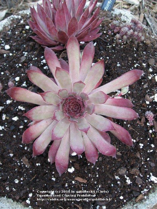 Photo of Hen and Chicks (Sempervivum 'Viking') uploaded by goldfinch4