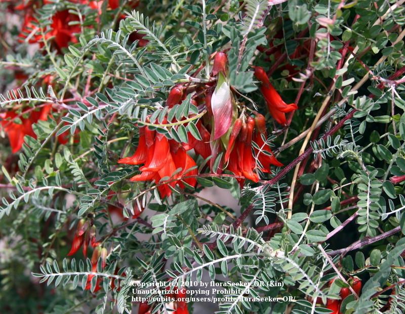 Photo of Balloon Pea (Lessertia frutescens) uploaded by floraSeeker_OR