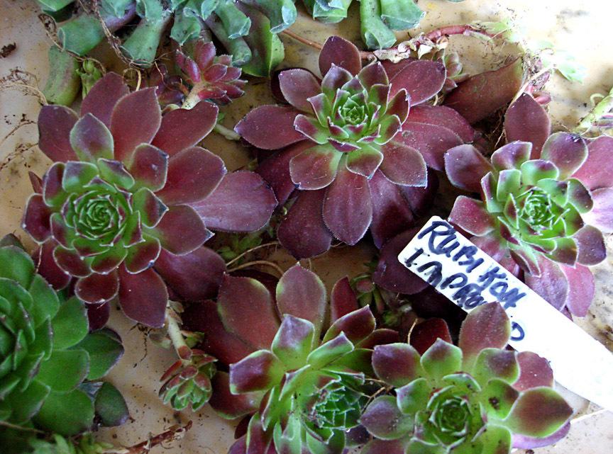 Photo of Hen and Chicks (Sempervivum 'Rubikon Improved') uploaded by Katg