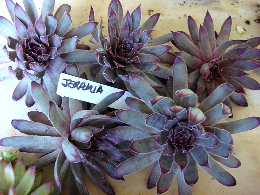 Photo of Hen and Chicks (Sempervivum 'Jeramia') uploaded by Katg