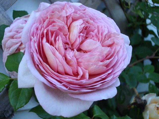 Photo of Rose (Rosa 'Abraham Darby') uploaded by dana