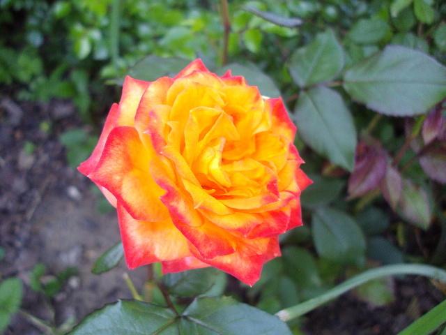 Photo of Rose (Rosa 'Charisma') uploaded by dana