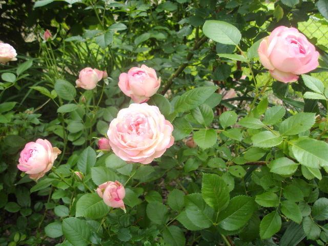 Photo of Rose (Rosa 'Acropolis') uploaded by dana