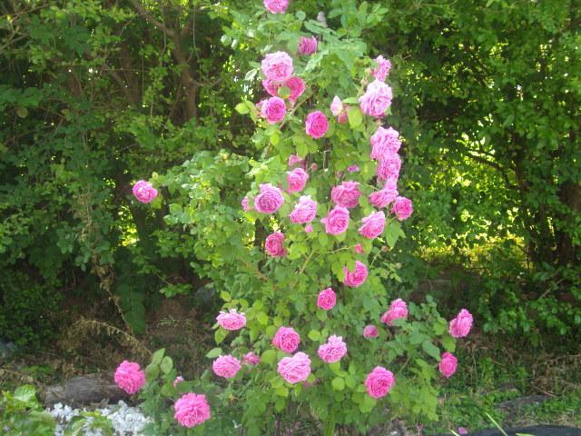 Photo of Rose (Rosa 'Madame Isaac Pereire') uploaded by dana