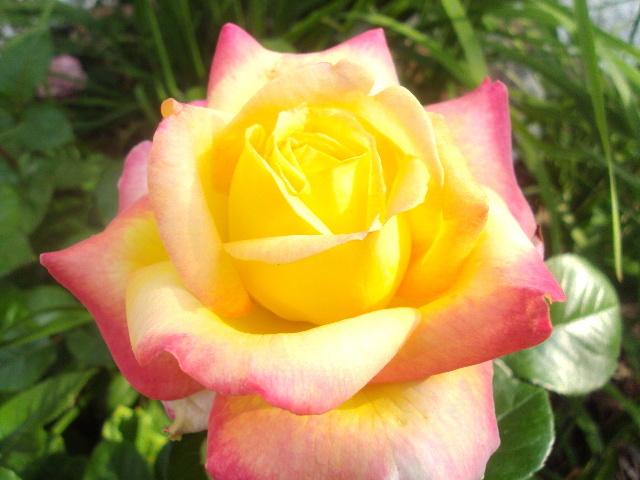 Photo of Rose (Rosa 'Love & Peace') uploaded by dana