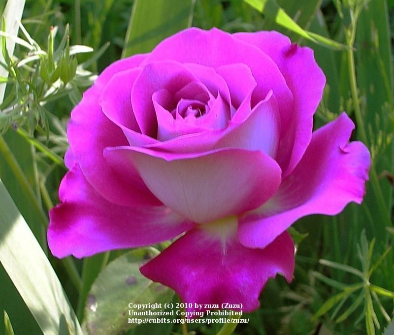 Photo of Rose (Rosa 'Baronne Edmond de Rothschild') uploaded by zuzu