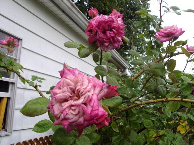 Photo of Rose (Rosa 'Orchid Masterpiece, Cl.') uploaded by dana