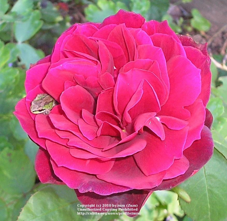 Photo of Rose (Rosa 'Miss All-American Beauty') uploaded by zuzu