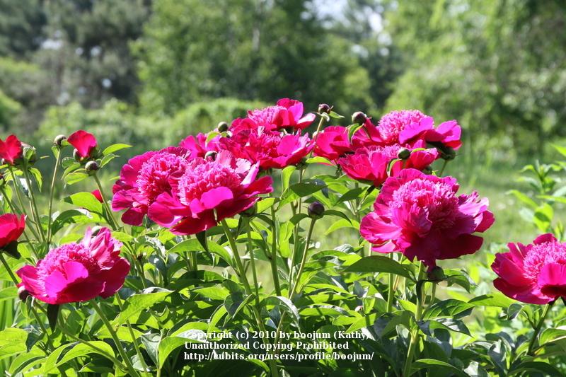 Photo of Peony (Paeonia lactiflora 'Port Royale') uploaded by boojum