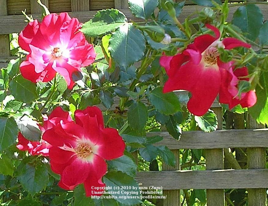 Photo of Shrub Rose (Rosa 'Dortmund') uploaded by zuzu