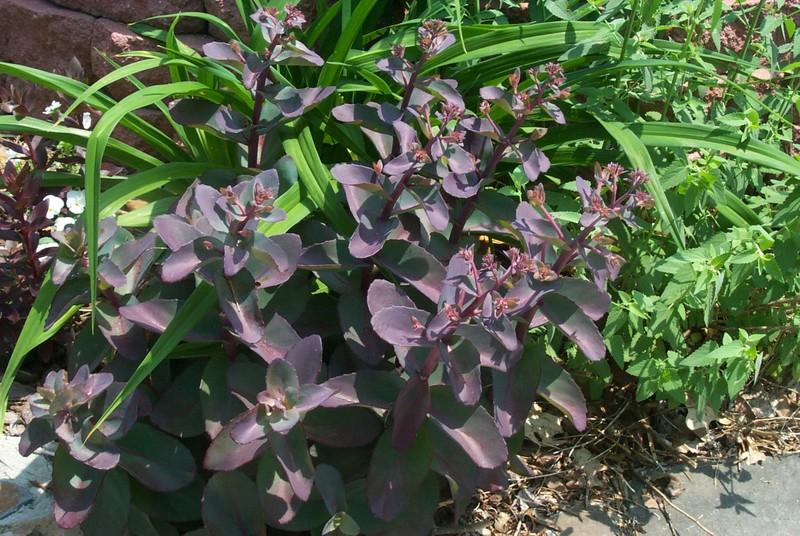 Photo of Stonecrop (Hylotelephium telephium subsp. telephium 'Purple Emperor') uploaded by Newyorkrita