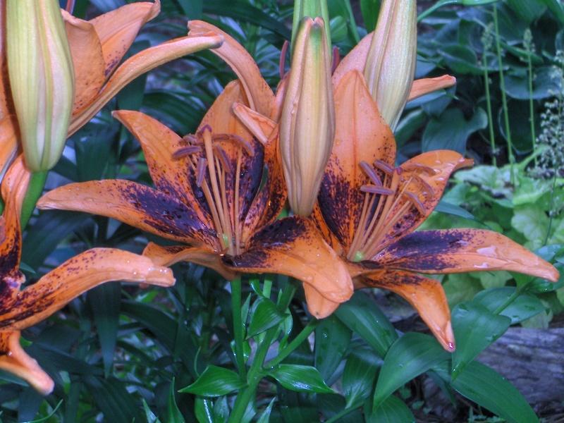 Photo of Lily (Lilium 'Orange Art') uploaded by tggfisk