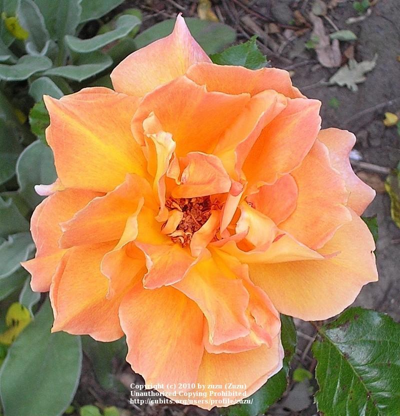 Photo of Rose (Rosa 'Fred Edmunds') uploaded by zuzu