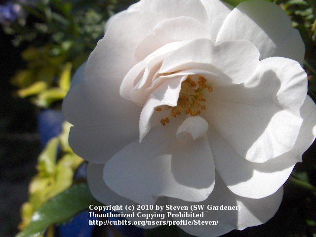 Photo of Floribunda Rose (Rosa 'Innocencia') uploaded by Steven