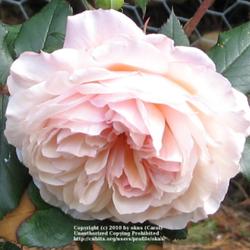 
A Shropshire Lad growing in Lincolnshire England
