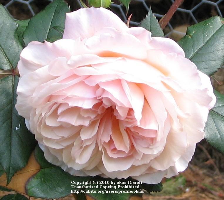 Photo of English Shrub Rose (Rosa 'A Shropshire Lad') uploaded by okus