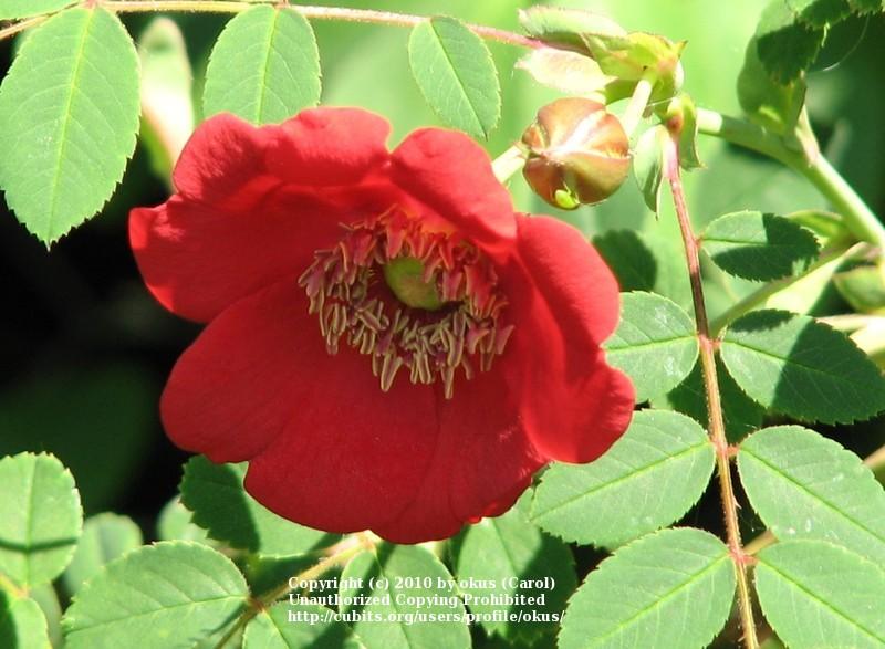 Photo of Rose (Rosa moyesii 'Geranium') uploaded by okus