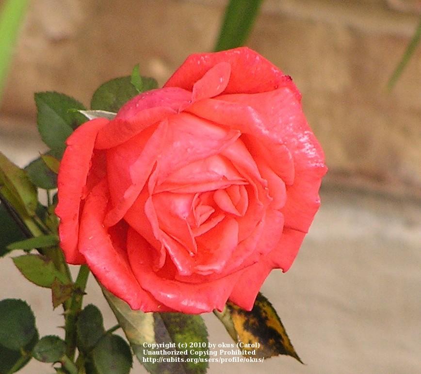 Photo of Rose (Rosa 'Tropicana') uploaded by okus