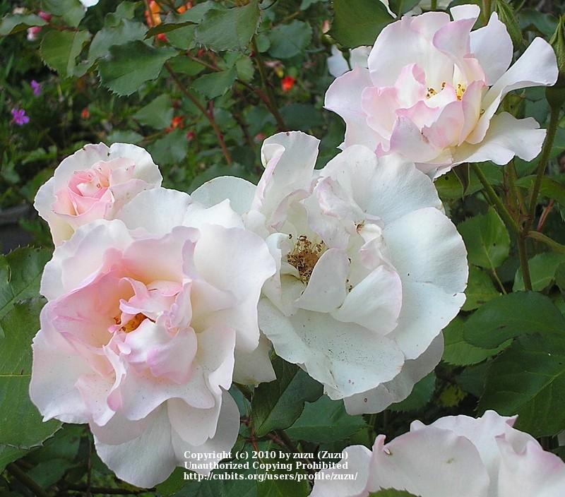 Photo of Rose (Rosa 'Lady of the Dawn') uploaded by zuzu