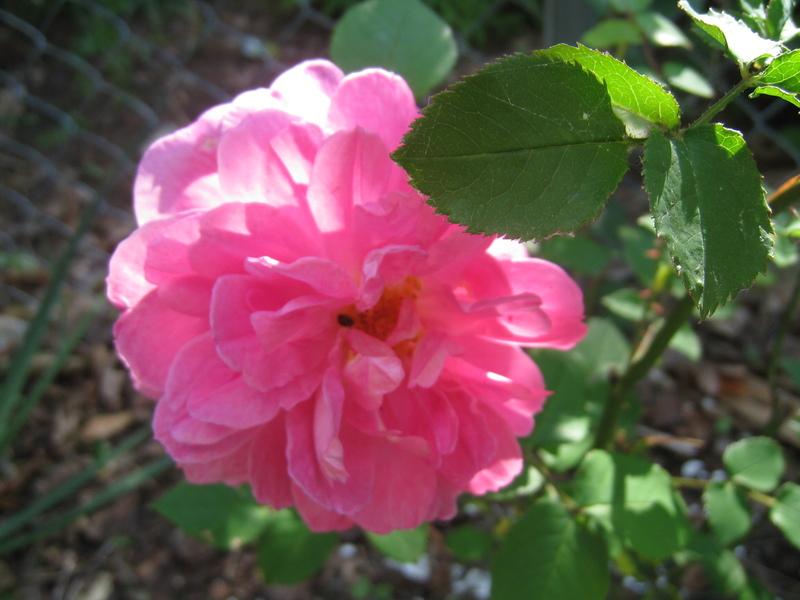 Photo of Rose (Rosa 'Portmeirion') uploaded by Hemophobic