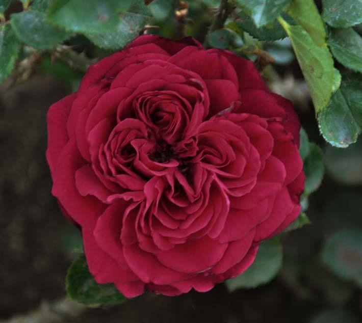 Photo of Rose (Rosa 'Tess of the d'Urbervilles') uploaded by Steve812