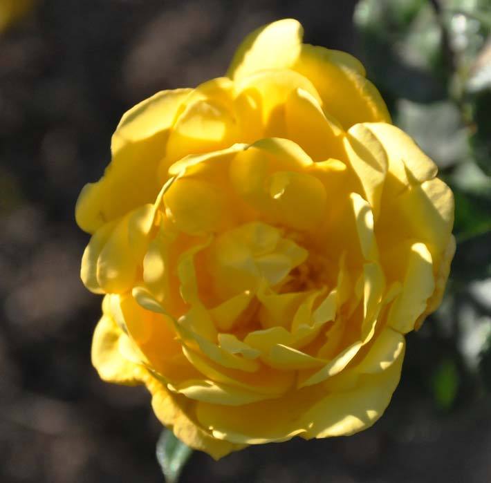 Photo of Rose (Rosa 'Allgold') uploaded by Steve812