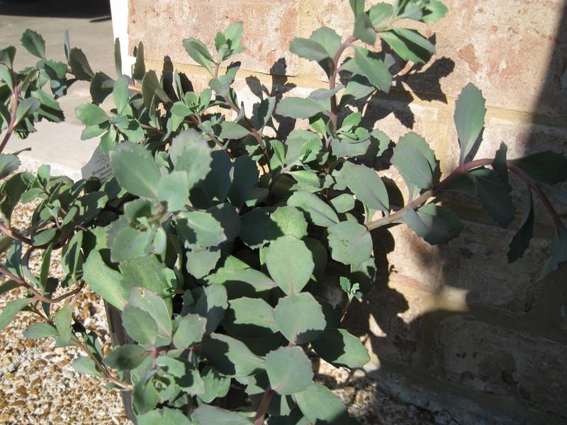 Photo of Stonecrop (Hylotelephium maximum subsp. maximum 'Bertram Anderson') uploaded by clintbrown