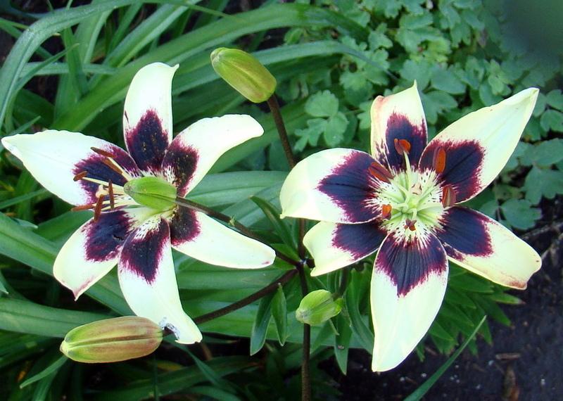 Photo of Lily (Lilium 'Patricia's Pride') uploaded by stilldew