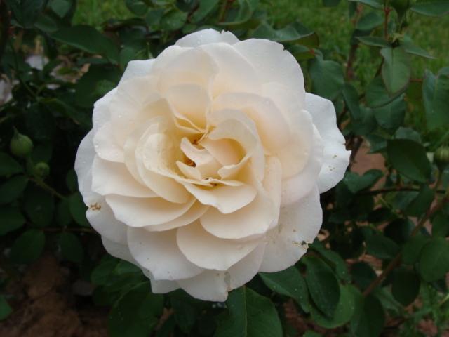 Photo of Rose (Rosa 'Lichfield Angel') uploaded by emoryterri