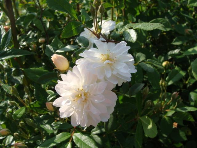 Photo of Rose (Rosa 'Snow Goose') uploaded by emoryterri