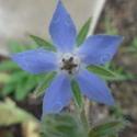 Borage for Courage