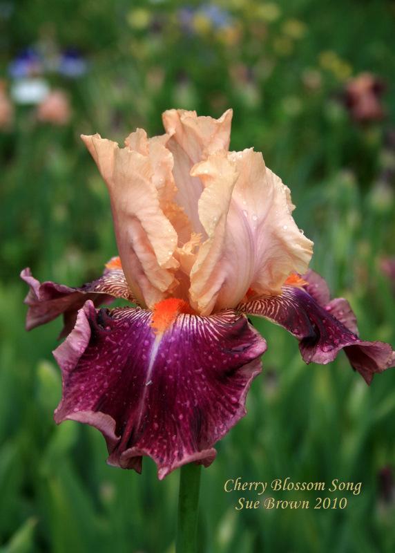 Photo of Tall Bearded Iris (Iris 'Cherry Blossom Song') uploaded by Calif_Sue