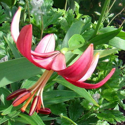 Photo of Asiatic Lily (Lilium 'Eurydike') uploaded by stilldew