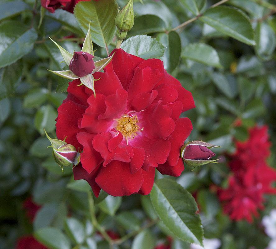 Photo of Rose (Rosa 'Red Ribbons') uploaded by Mike