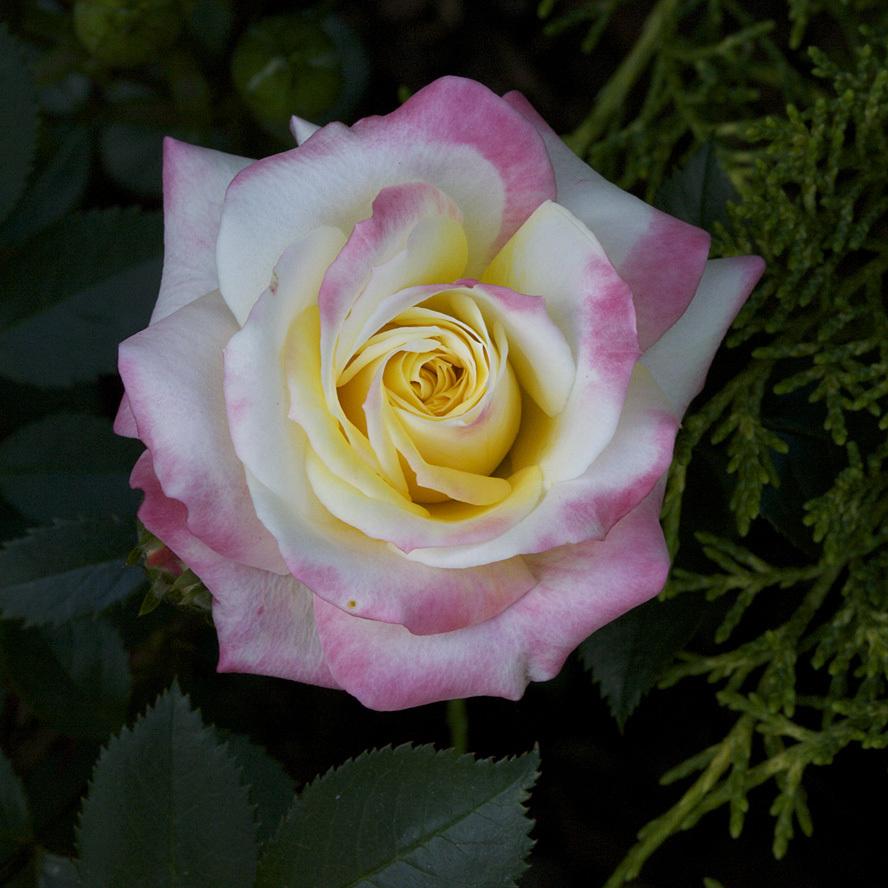Photo of Rose (Rosa 'Rainbow's End') uploaded by Mike
