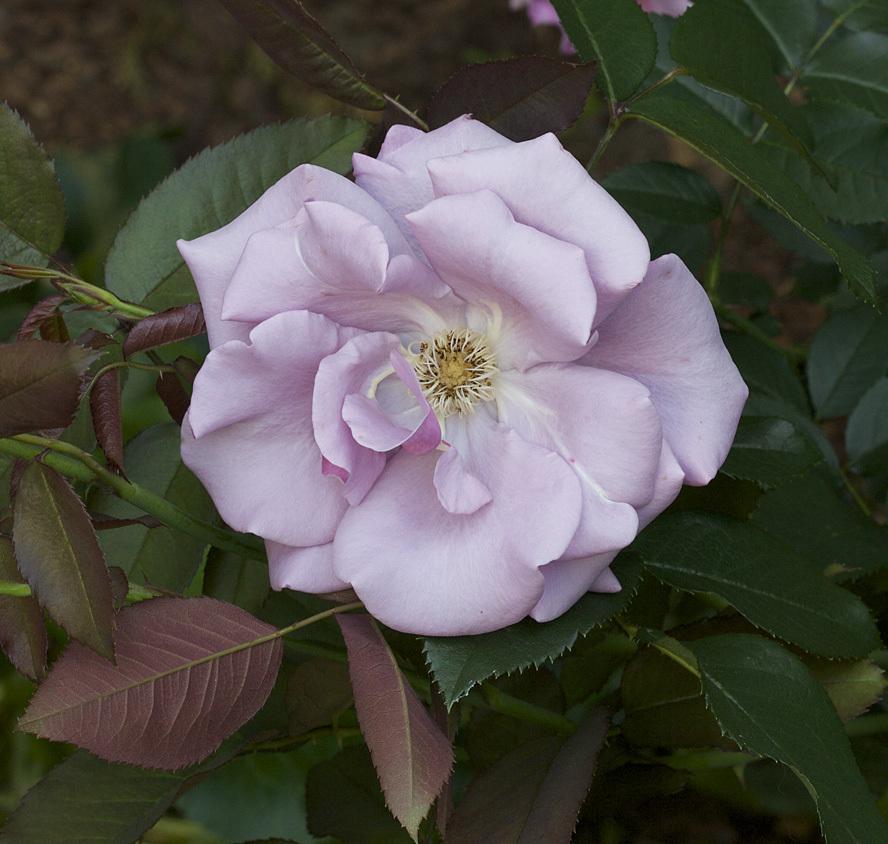 Photo of Rose (Rosa 'Blueberry Hill') uploaded by Mike