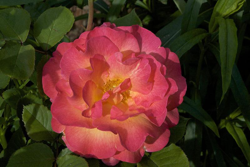 Photo of Rose (Rosa 'Mardi Gras') uploaded by Mike