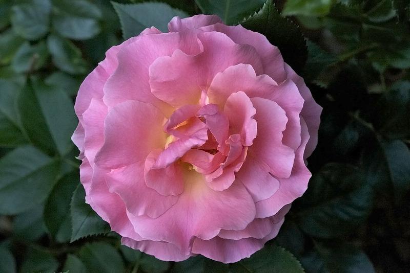 Photo of Rose (Rosa 'Miami Moon') uploaded by Mike