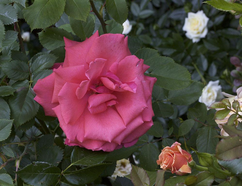 Photo of Rose (Rosa 'Hi Neighbor') uploaded by Mike