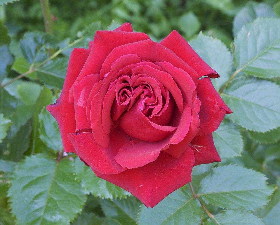 Photo of Rose (Rosa 'Red Queen') uploaded by Mike