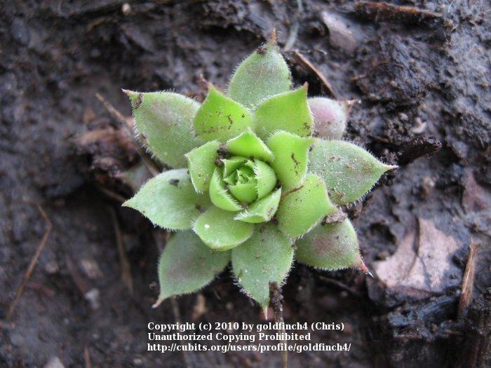 Photo of Hen and Chicks (Sempervivum 'Mystic') uploaded by goldfinch4