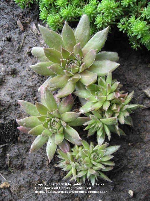 Photo of Hen and Chicks (Sempervivum 'Nouveau Pastel') uploaded by goldfinch4